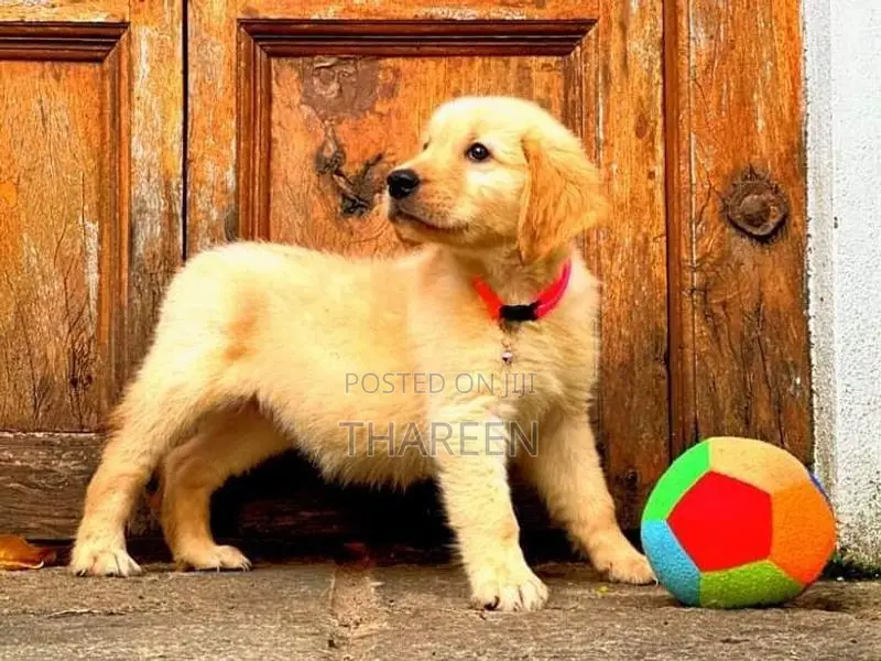 Golden Retriever Puppies
