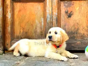 Golden Retriever Puppies