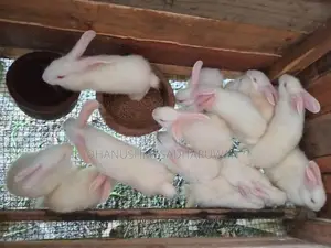 හා පැටවුන් විකිනිමට