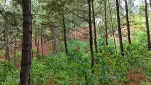 Land for Sale Ella