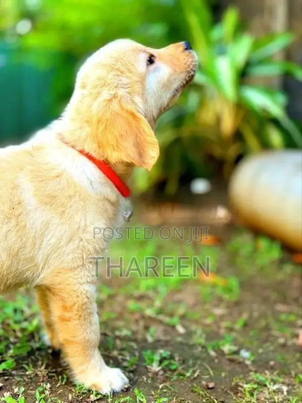 Golden Retriever Puppies