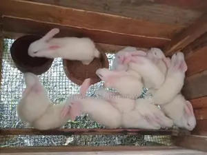 හා පැටවුන් විකිනිමට