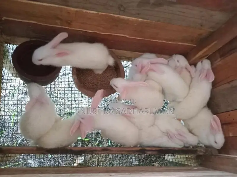 හා පැටවුන් විකිනිමට