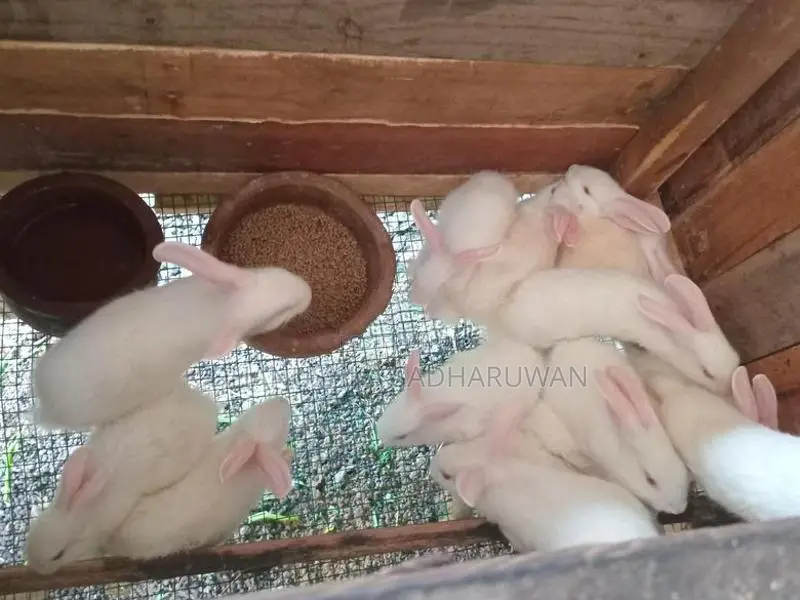 හා පැටවුන් විකිනිමට
