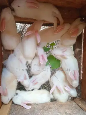 හා පැටවුන් විකිනිමට