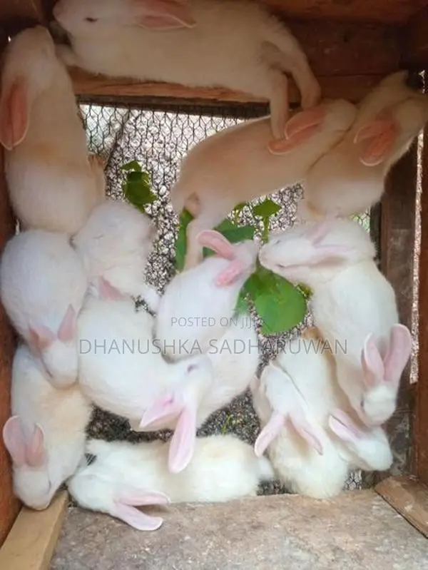 හා පැටවුන් විකිනිමට