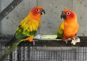 Sunconure Parrot