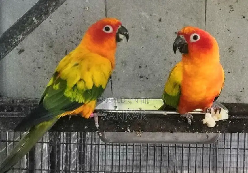Sunconure Parrot