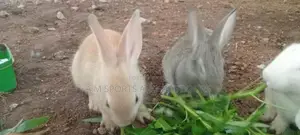 Rabbits