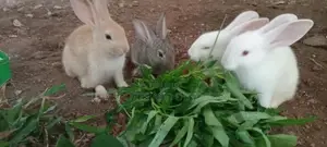 Rabbits
