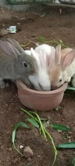 Rabbits