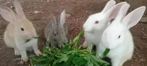 Rabbits
