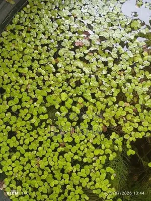 Fish Tank Plants