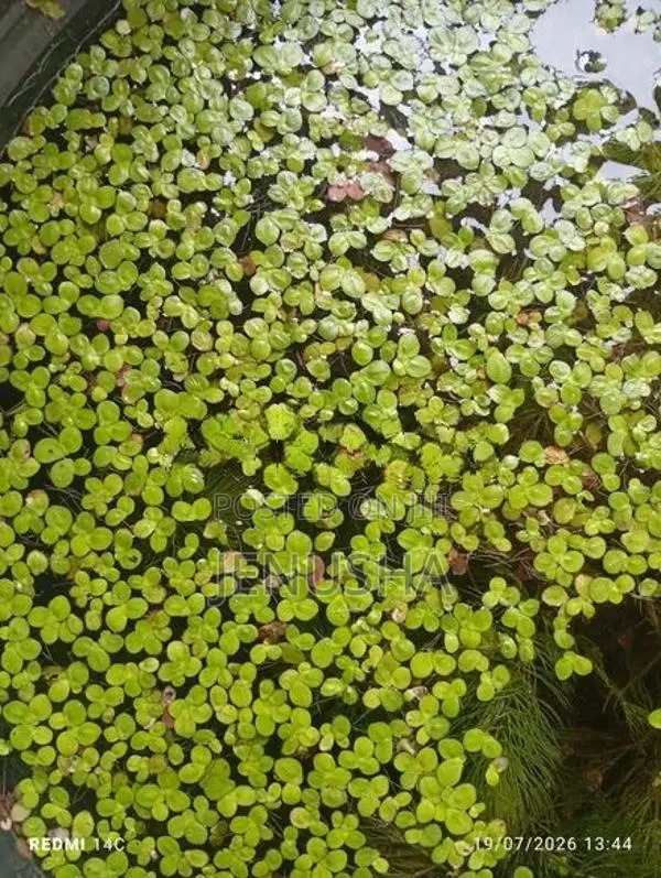Fish Tank Plants