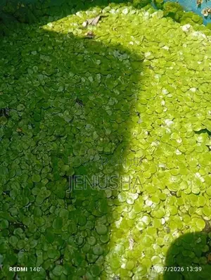 Fish Tank Plants