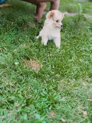 komaneriyn puppy