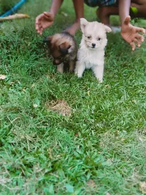 komaneriyn puppy
