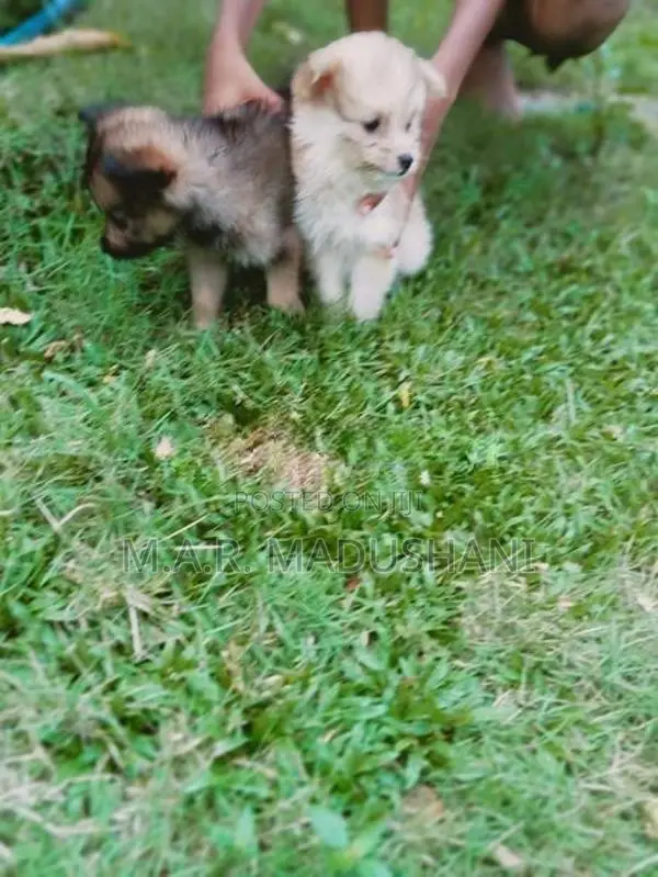 komaneriyn puppy
