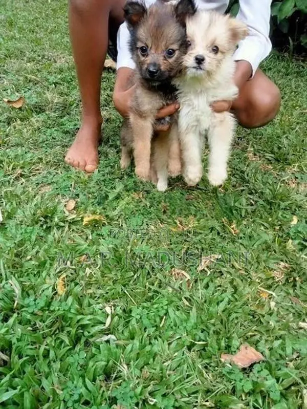 komaneriyn puppy
