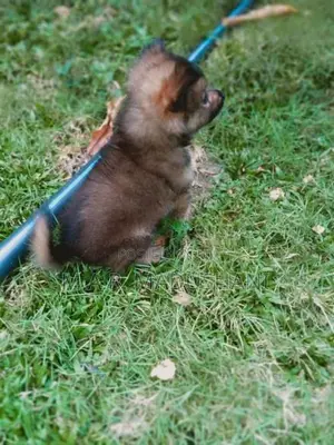 komaneriyn puppy