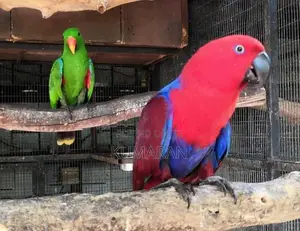 Eclectus parrot