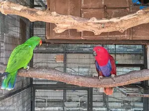 Eclectus parrot