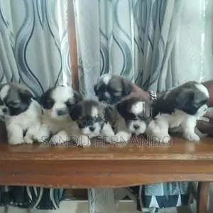 Shih Tzu Puppies