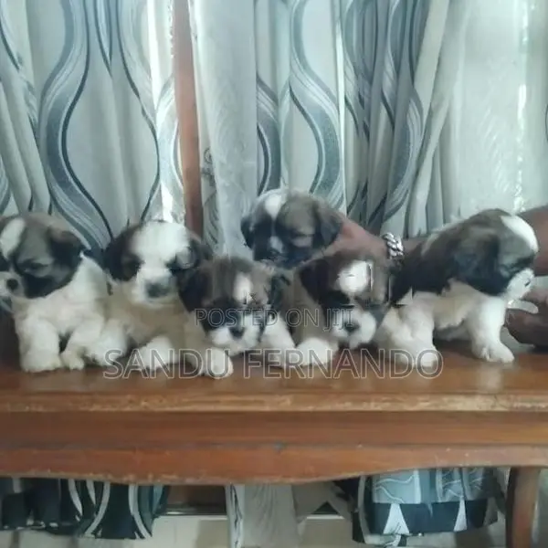 Shih Tzu Puppies