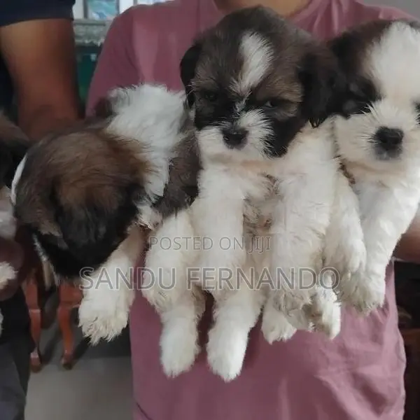 Shih Tzu Puppies