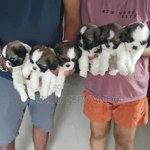 Shih Tzu Puppies