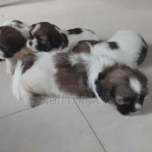 Shih Tzu Puppies