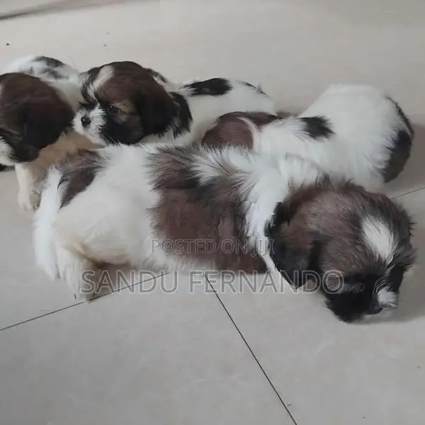 Shih Tzu Puppies