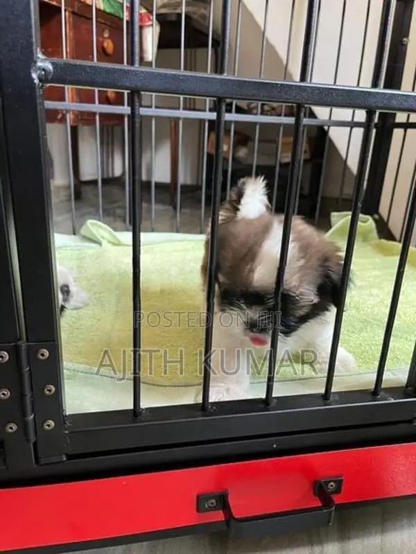 Shitzu Puppies