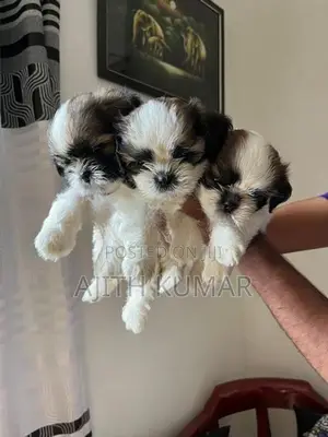 Shitzu Puppies