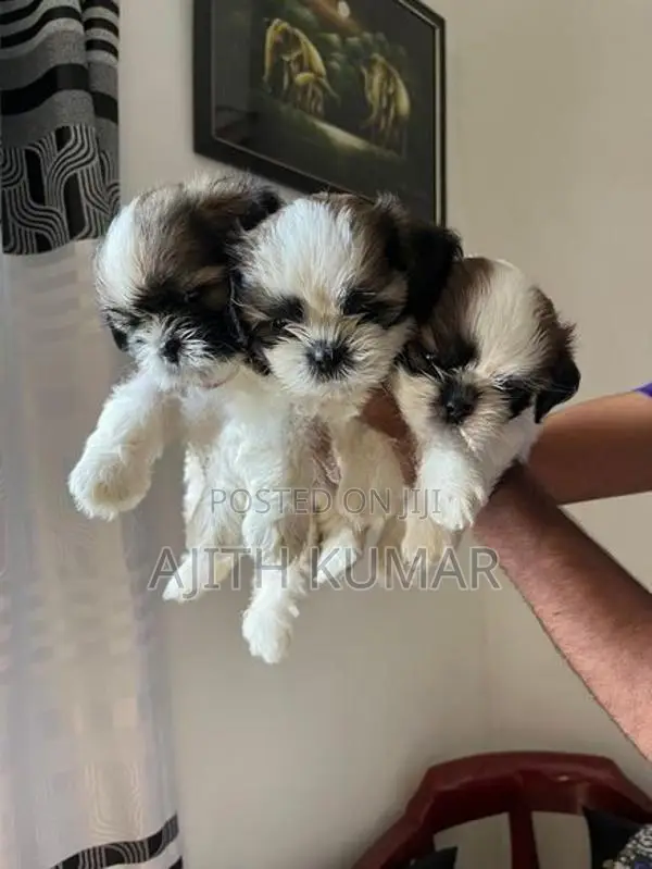 Shitzu Puppies