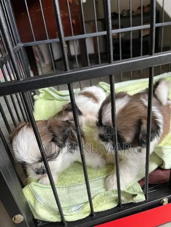 Shitzu Puppies