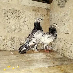 කීරන් පැටව් දෙක