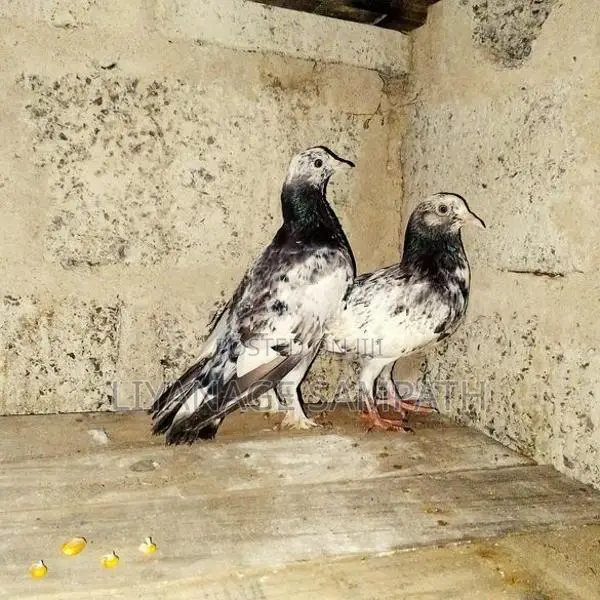 කීරන් පැටව් දෙක