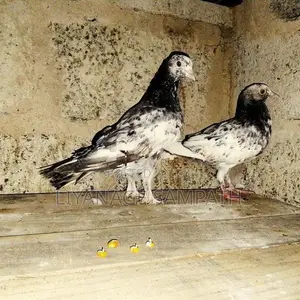 කීරන් පැටව් දෙක
