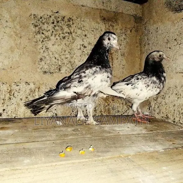 කීරන් පැටව් දෙක