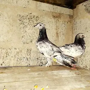 කීරන් පැටව් දෙක