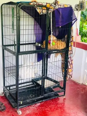 Persian Cats