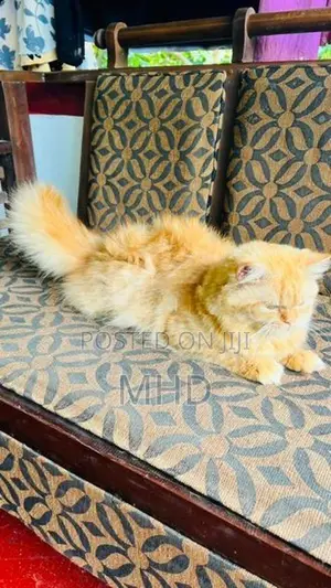 Persian Cats