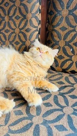 Persian Cats