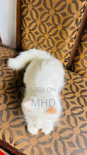 Persian Cats