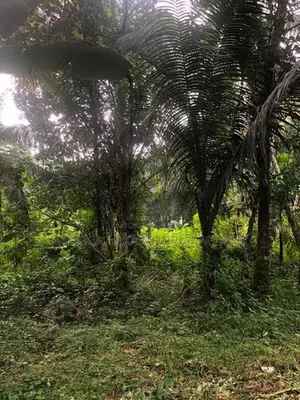 වටිනා ඉඩමක් විකිණීමට – පහලමුල්ල, ගොඩගම, එල්ලක්කල