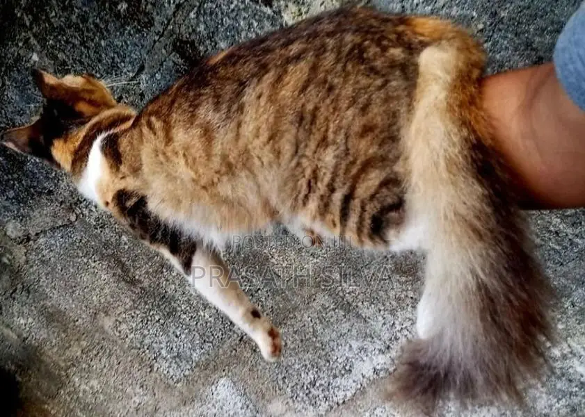 Persian kittens