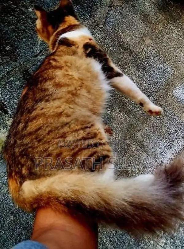 Persian kittens