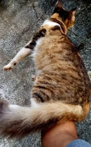 Persian kittens
