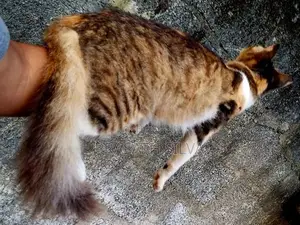 Persian kittens